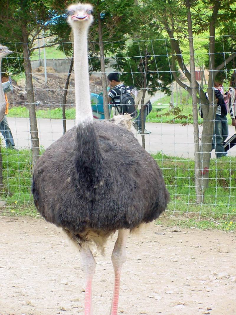 Ostrich; DISPLAY FULL IMAGE.