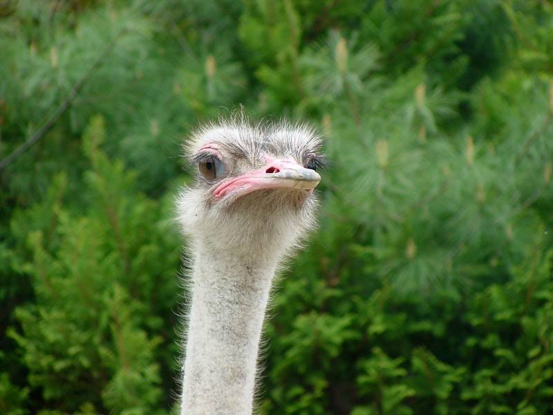 Ostrich; DISPLAY FULL IMAGE.