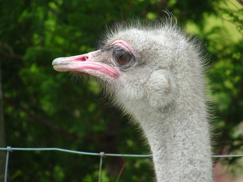 Ostrich; DISPLAY FULL IMAGE.