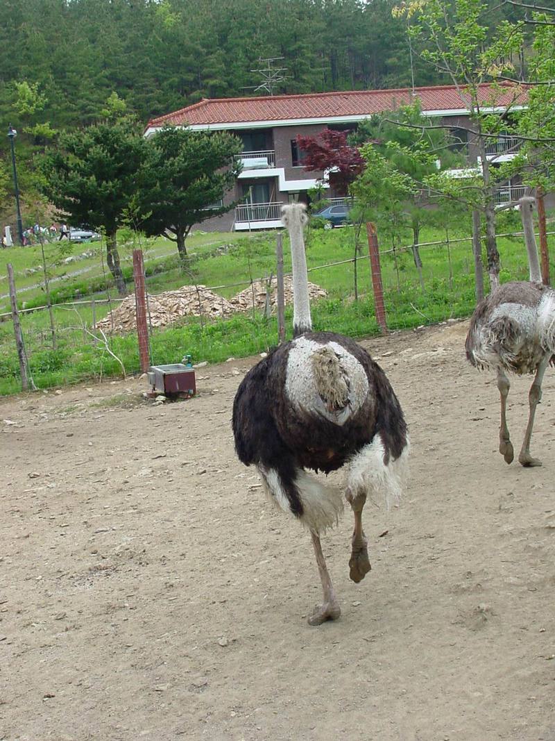 Ostriches; DISPLAY FULL IMAGE.