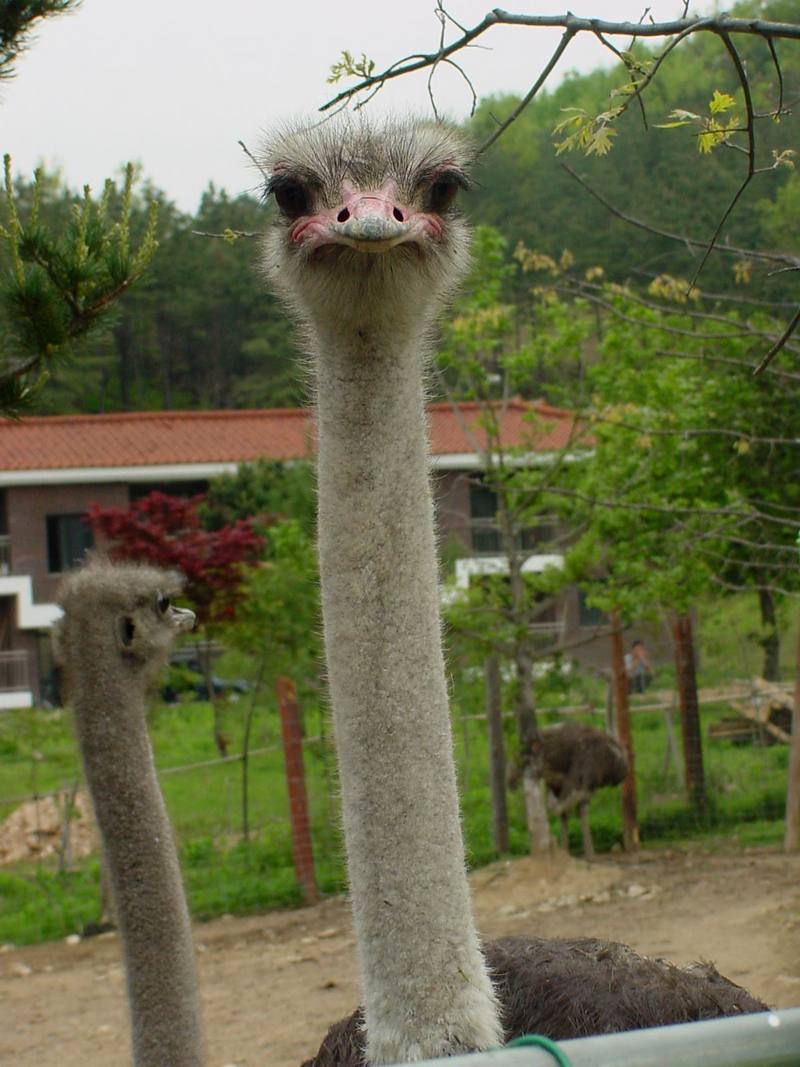 Ostrich; DISPLAY FULL IMAGE.