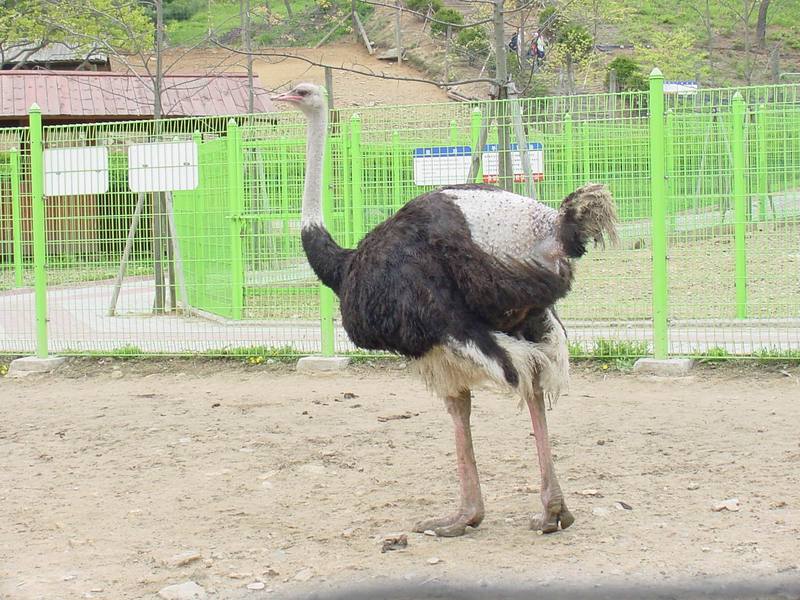 Ostrich; DISPLAY FULL IMAGE.