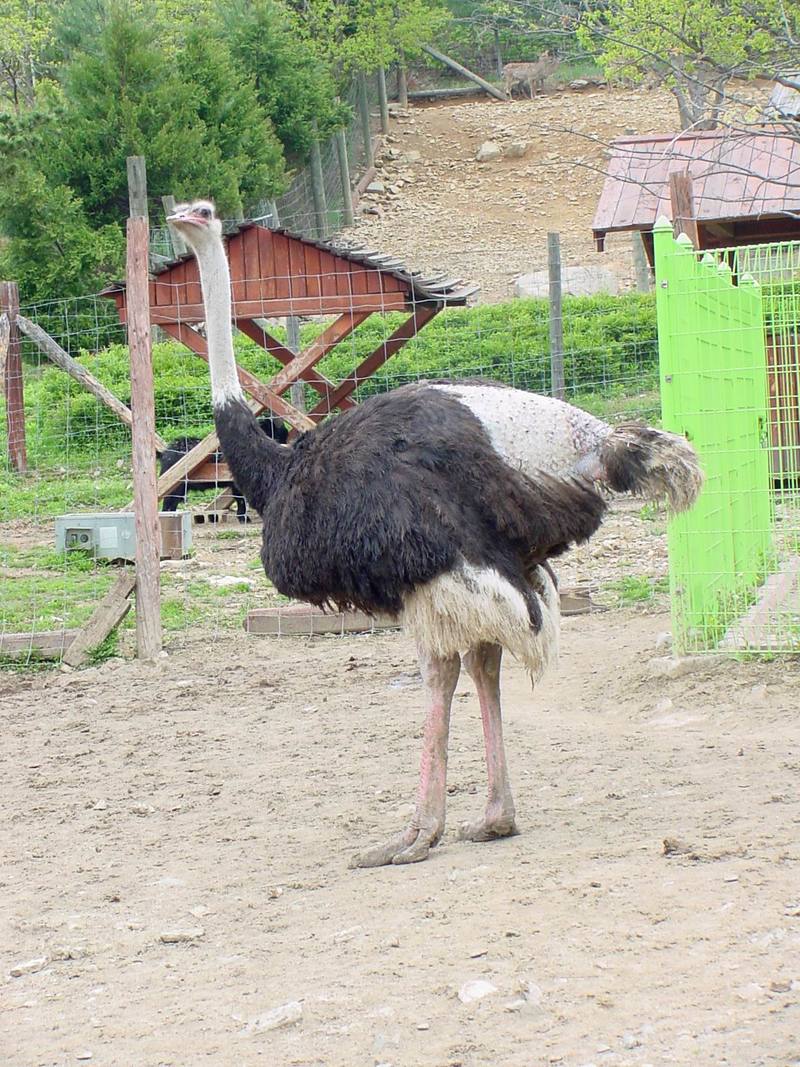 Ostrich; DISPLAY FULL IMAGE.
