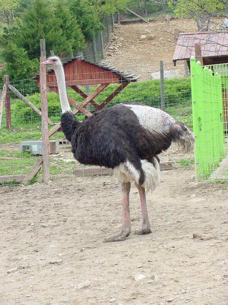 Ostrich; DISPLAY FULL IMAGE.