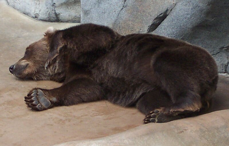 Alaskan Brown Bear; DISPLAY FULL IMAGE.