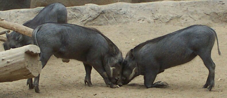 Warthog: Young; DISPLAY FULL IMAGE.