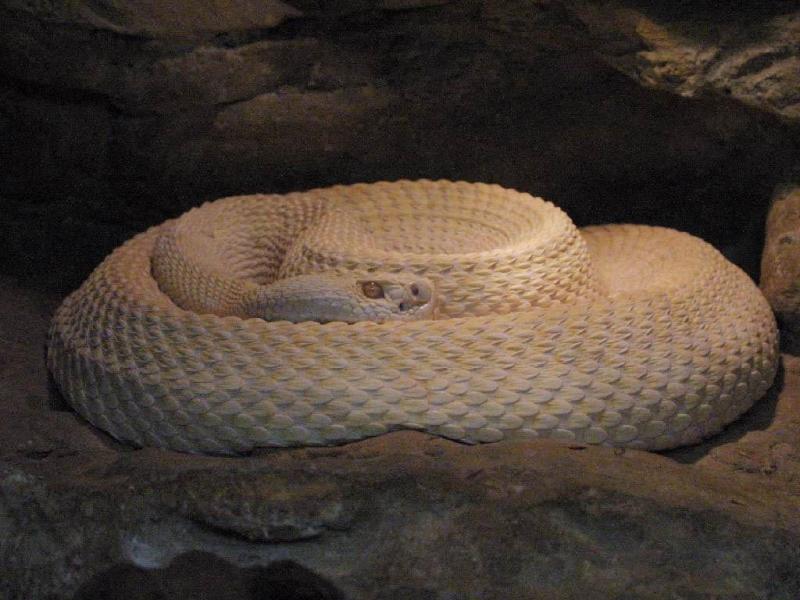 snake003; DISPLAY FULL IMAGE.