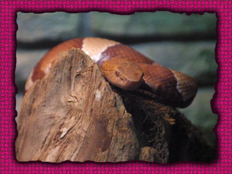 snake004; DISPLAY FULL IMAGE.
