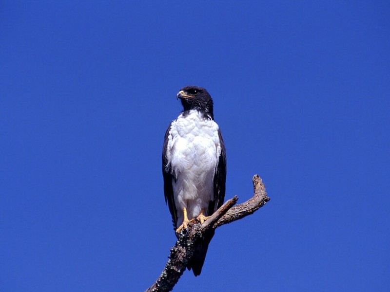 Agur Buzzard, Serengeti National Park, Tanzania; DISPLAY FULL IMAGE.