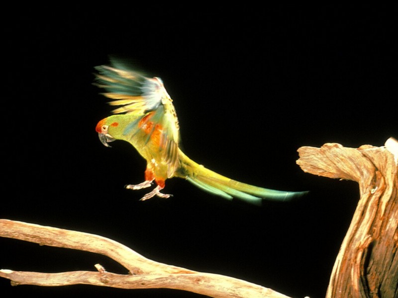 Airborne, Red Faced Macaw; DISPLAY FULL IMAGE.