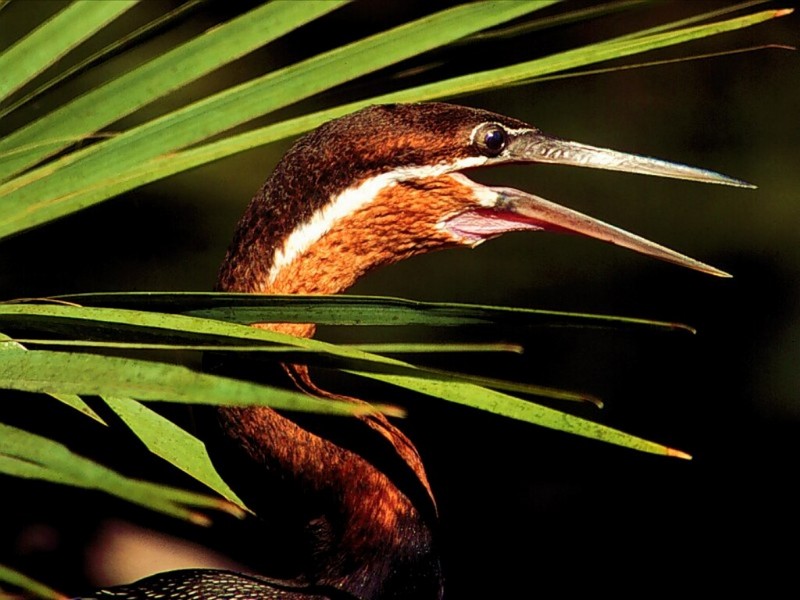 Anhinga, Everglades, Florida; DISPLAY FULL IMAGE.