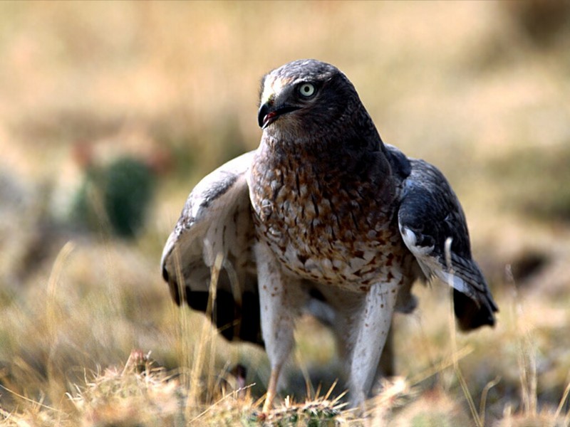 Anticipation, Northern Harrier; DISPLAY FULL IMAGE.