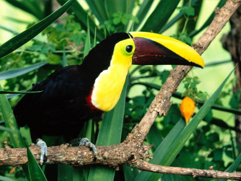 Chestnut-Mandibled Toucan; DISPLAY FULL IMAGE.