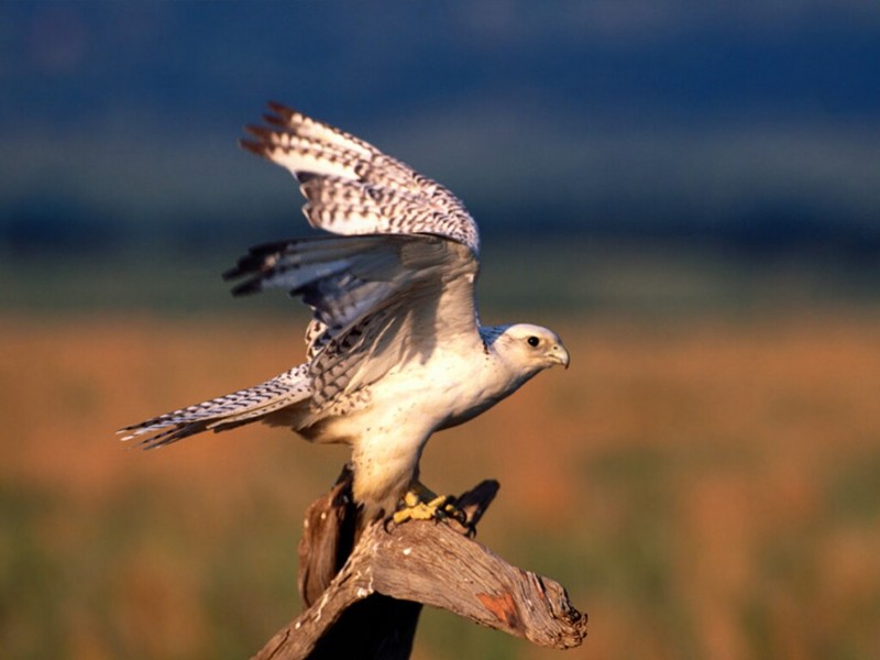 Feels Good to Stretch, Gyrfalcon; DISPLAY FULL IMAGE.