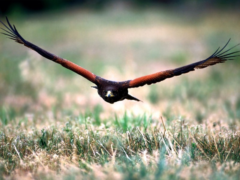 Flying Below Radar, Harris' Hawk; DISPLAY FULL IMAGE.