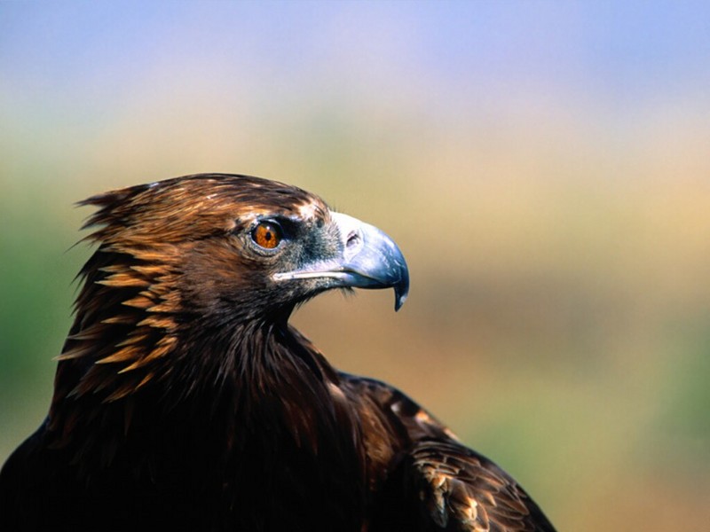 Golden Eagle; DISPLAY FULL IMAGE.