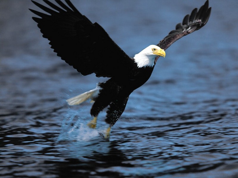 Gotcha! Bald Eagle; DISPLAY FULL IMAGE.