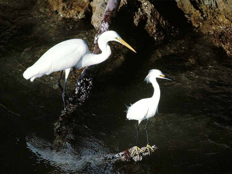 Great and Snowy Egrets, Captiva Island, Florida; DISPLAY FULL IMAGE.