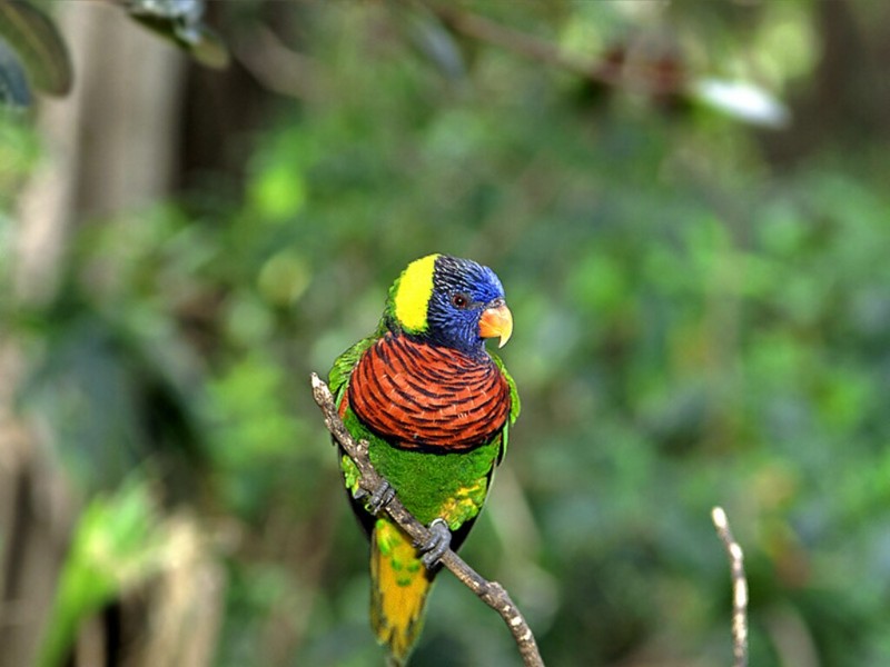 Lorikeet, San Diego, CA; DISPLAY FULL IMAGE.