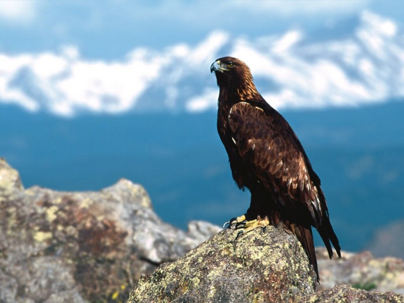 Majestic Perch, Golden Eagle; DISPLAY FULL IMAGE.
