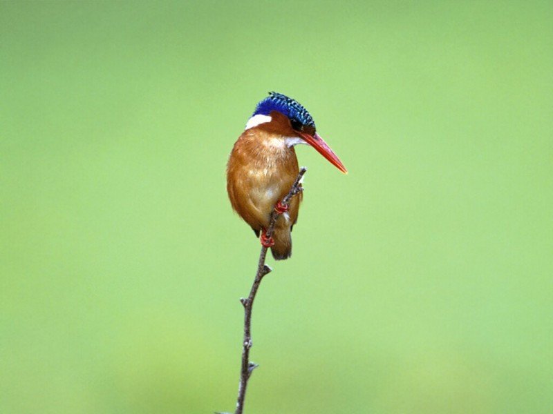 Malachite Kingfisher, Lake Kariba, Zimbabwe; DISPLAY FULL IMAGE.