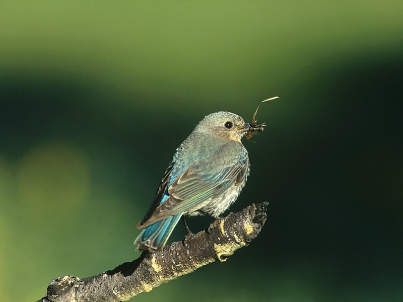 Mealtime, Mountain Bluebird; DISPLAY FULL IMAGE.
