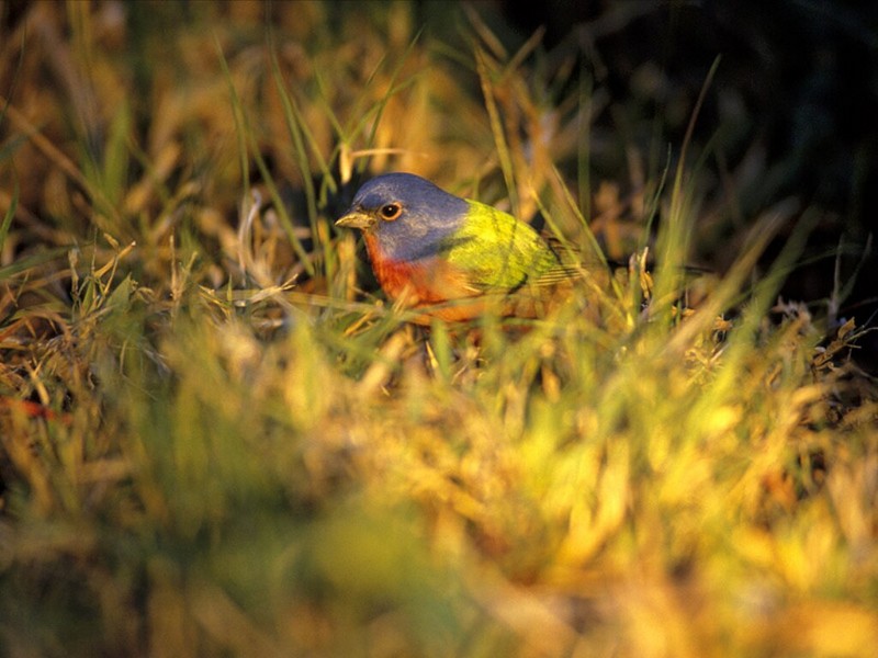 Painted Bunting, Everglades National Park, Florida; DISPLAY FULL IMAGE.