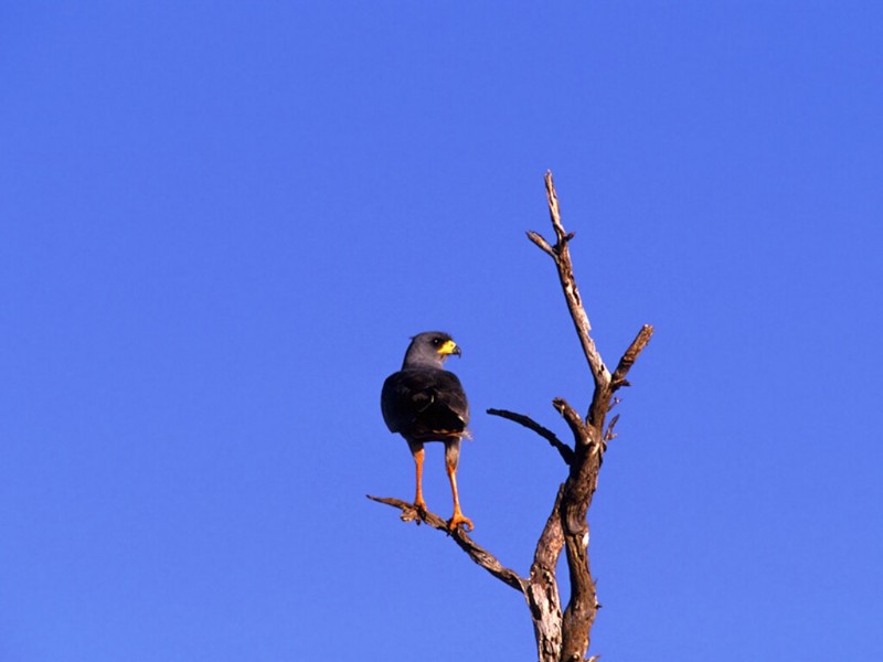 Pale Chanting Goshawk, Tsavo National Park, Kenya; DISPLAY FULL IMAGE.