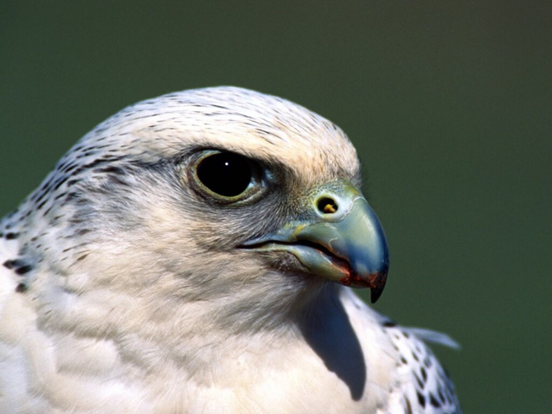 Piercing Stare, Gyrfalcon; DISPLAY FULL IMAGE.