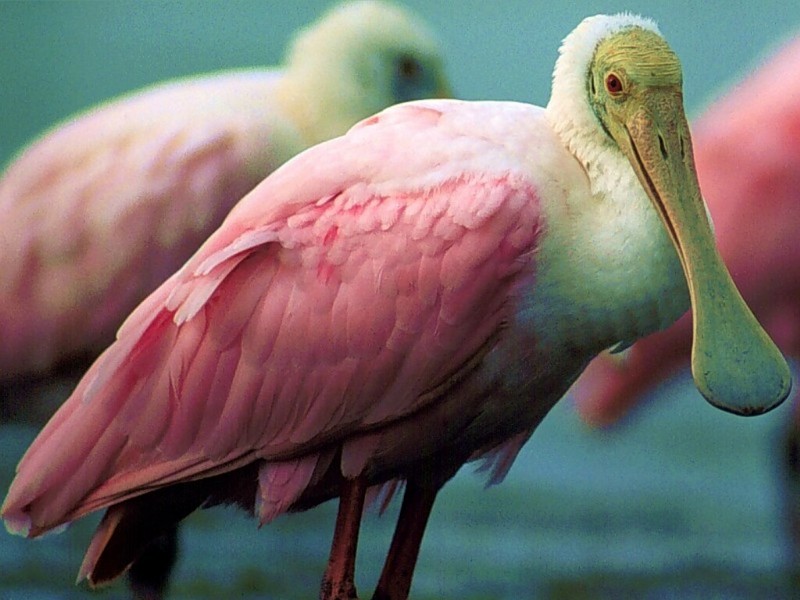 Roseate Spoonbill, Ft. Meyers, Florida; DISPLAY FULL IMAGE.