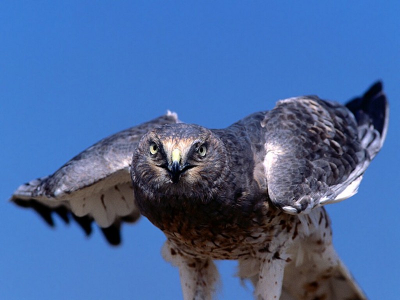 Ruffled, Northern Harrier; DISPLAY FULL IMAGE.