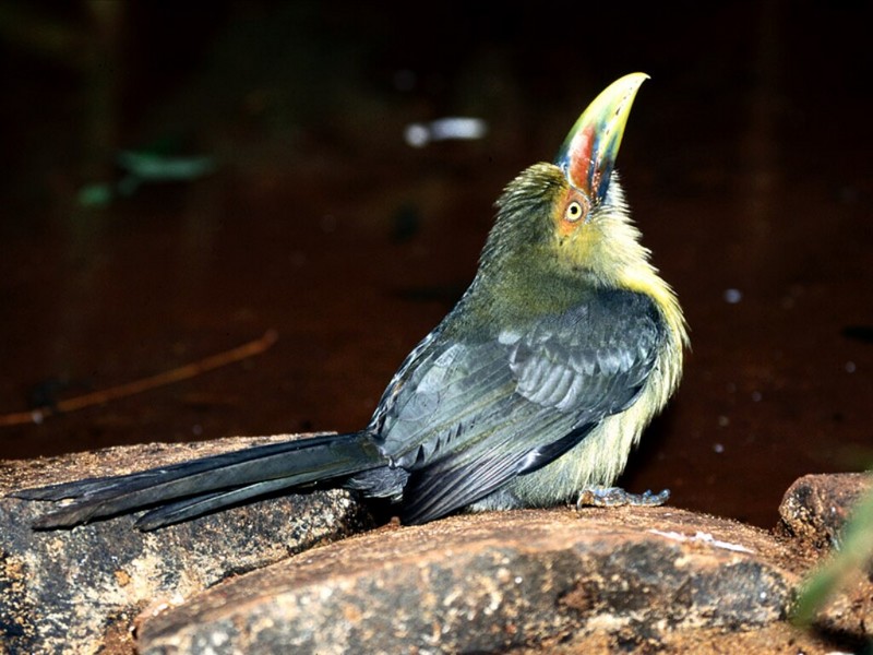 Saffron Toucanet, Brazil; DISPLAY FULL IMAGE.