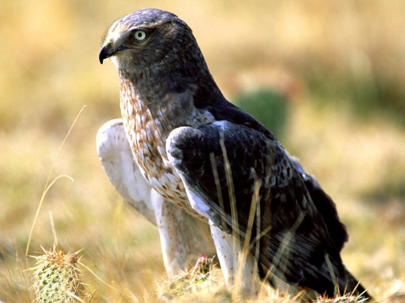 Sharp Eyes, Northern Harrier; DISPLAY FULL IMAGE.