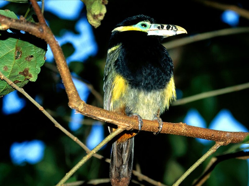 Spot-Billed Toucanet, Brazil; DISPLAY FULL IMAGE.