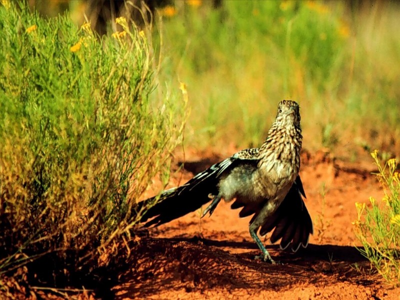 Stretching Roadrunner, Palo Duro Canyon, Texas; DISPLAY FULL IMAGE.
