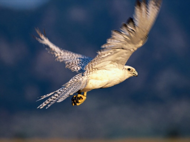 Take Off! Gyrfalcon; DISPLAY FULL IMAGE.