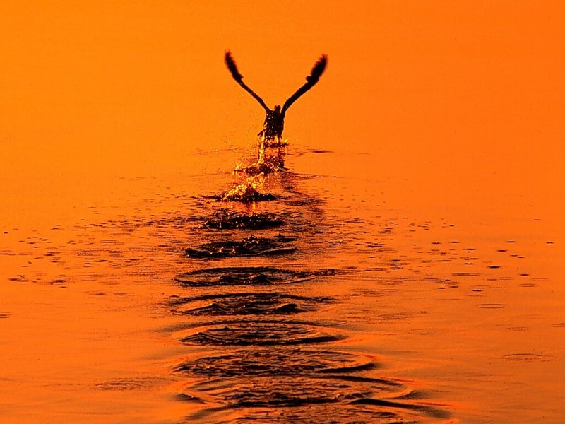 Take-Off, San Clemente, California; DISPLAY FULL IMAGE.