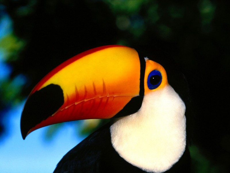 Toco Toucan; DISPLAY FULL IMAGE.