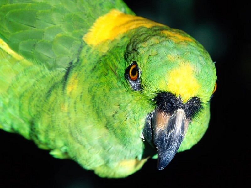 Yellow-Naped Amazon Parrot; DISPLAY FULL IMAGE.