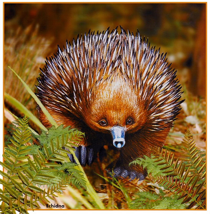 pa_HartTrish_08 Echidna -- short-beaked echidna (Tachyglossus aculeatus); DISPLAY FULL IMAGE.