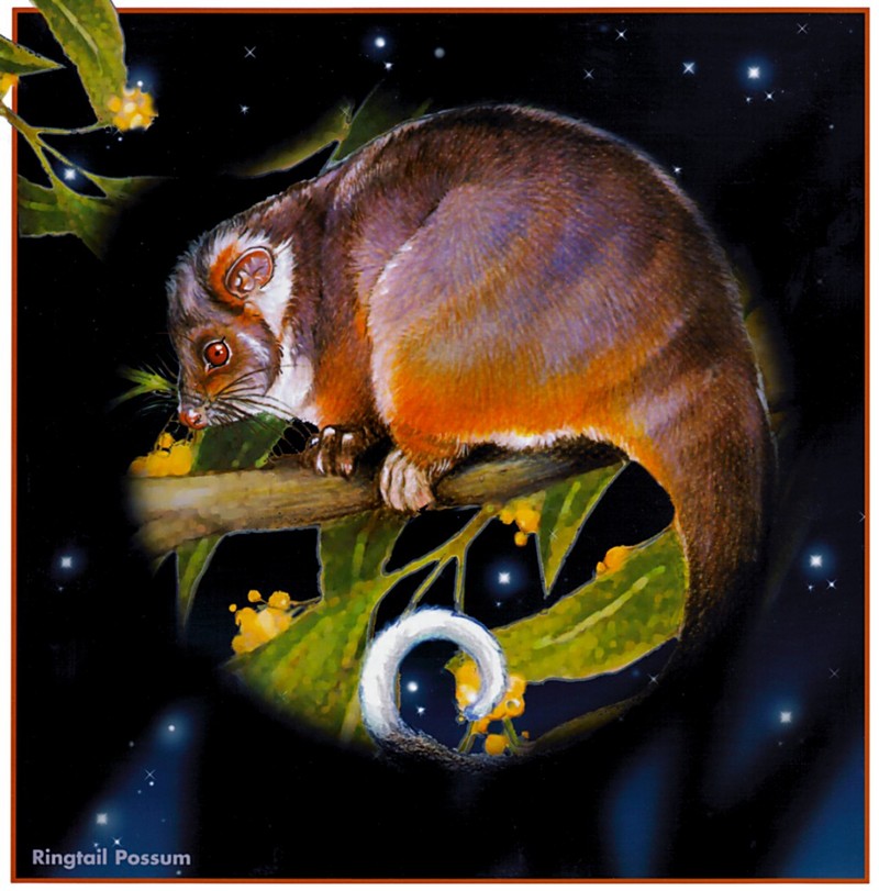 pa_HartTrish_10 Ringtail Possum; DISPLAY FULL IMAGE.