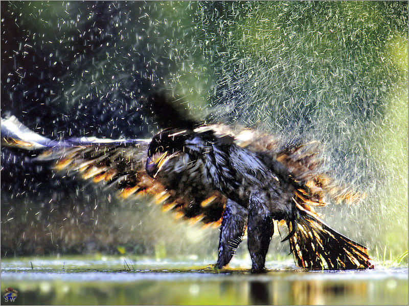 Lvs SW-N009 Immature Bald Eagle Banff NP USA; DISPLAY FULL IMAGE.
