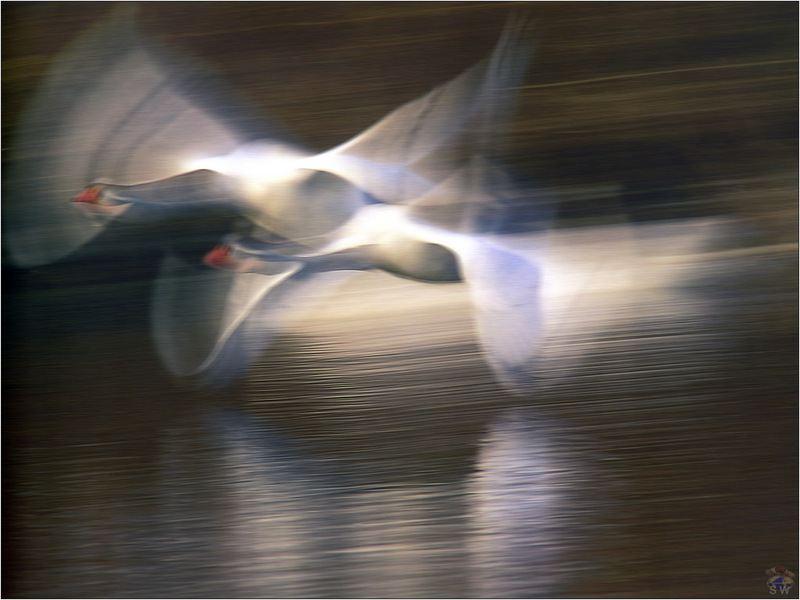 Lvs SW-N017 Mute Swans Germany; DISPLAY FULL IMAGE.