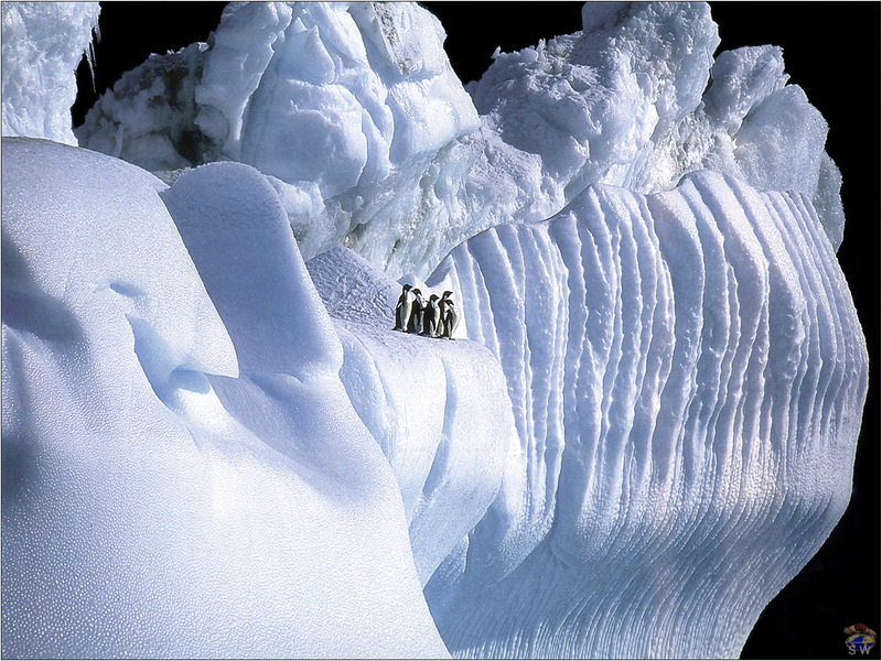 Lvs SW-N018 Adelie Penguins Antarctica; DISPLAY FULL IMAGE.