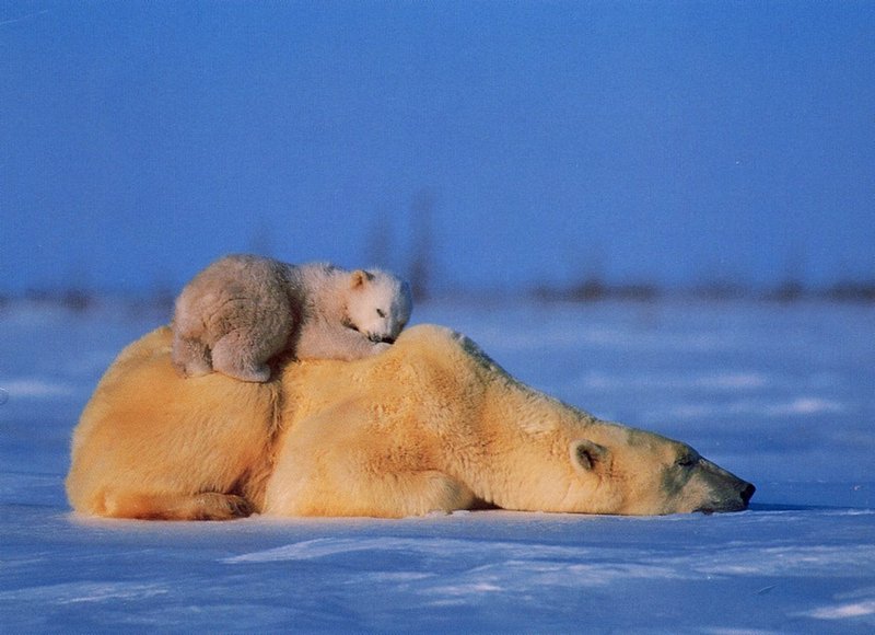 Norbert Rosing ~ Polar Bears, De; DISPLAY FULL IMAGE.