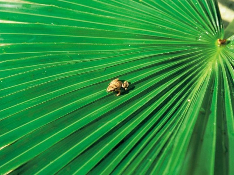 A Frog; DISPLAY FULL IMAGE.