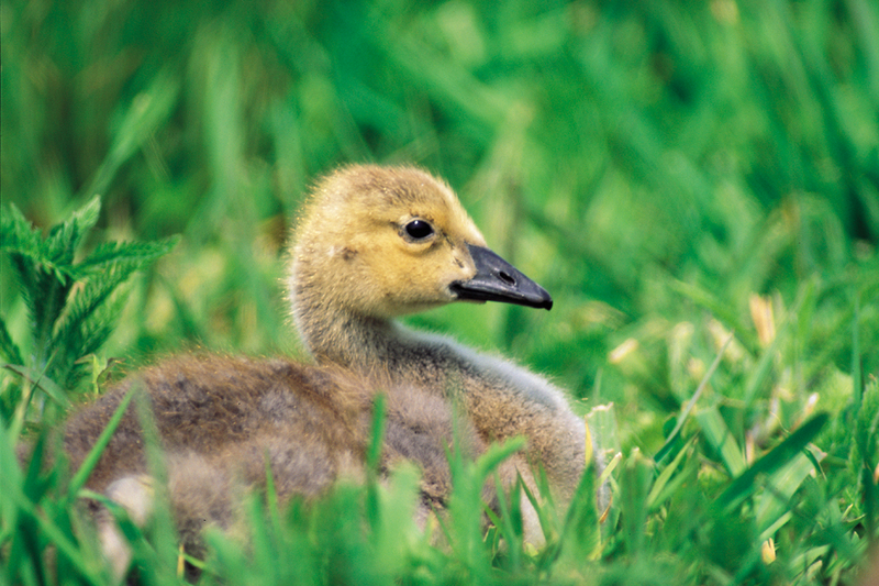Swan duckling; DISPLAY FULL IMAGE.