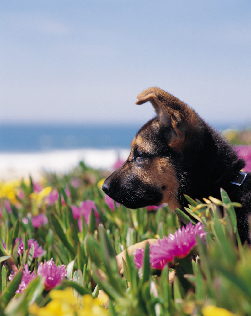 puppy; DISPLAY FULL IMAGE.