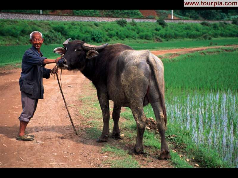 china064 - Asiatic Water Buffalo; DISPLAY FULL IMAGE.