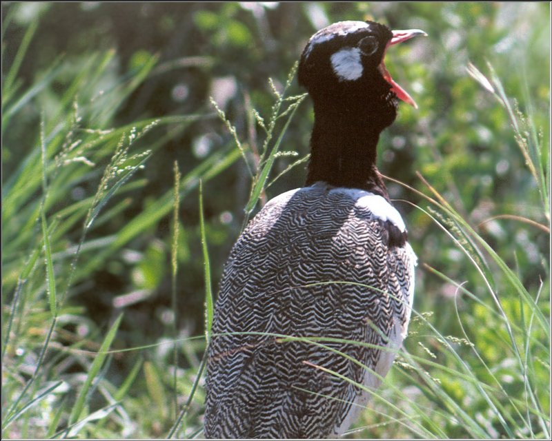 PO WP Kal 42 Outarde noire (Eupodotis afra) - Black Bustard; DISPLAY FULL IMAGE.